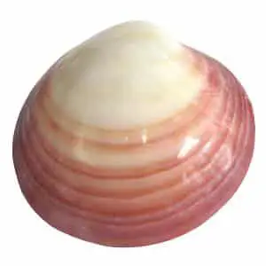 Lava Shell Massage Kit tiger-striped clam