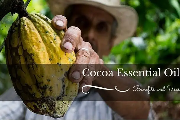 Cocoa plant used to make essential oil