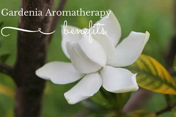Gardenia Aromatherapy Benefits