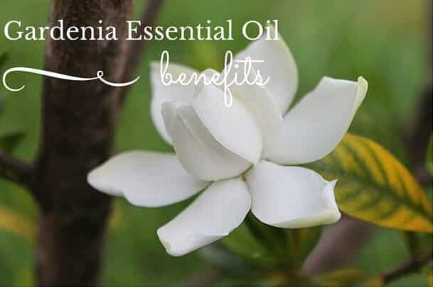 Gardenia Essential Oil Benefits