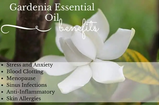 Gardenia Essential Oil Health Benefits Listed