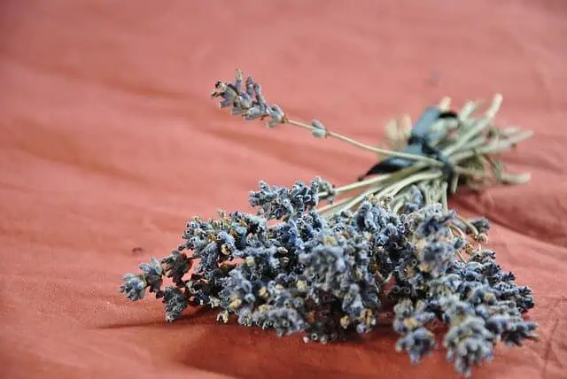 Lavender for making lavender essential oil