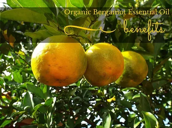 Organic Bergamot Essential Oil Benefits
