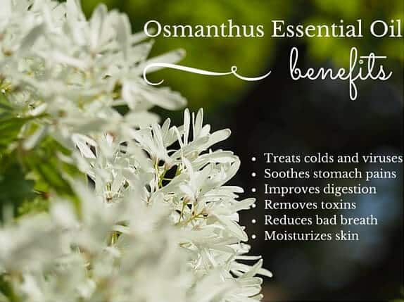 Osmanthus Essential Oil Health Benefits Listed