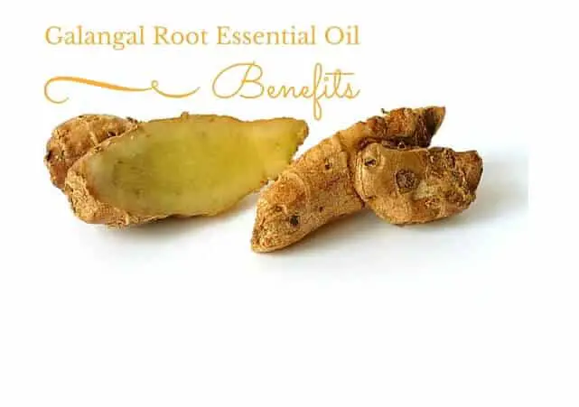Galangal Root Essential Oil Benefits