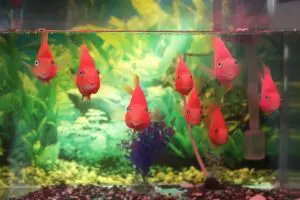 using a fish tank for humidity in the home