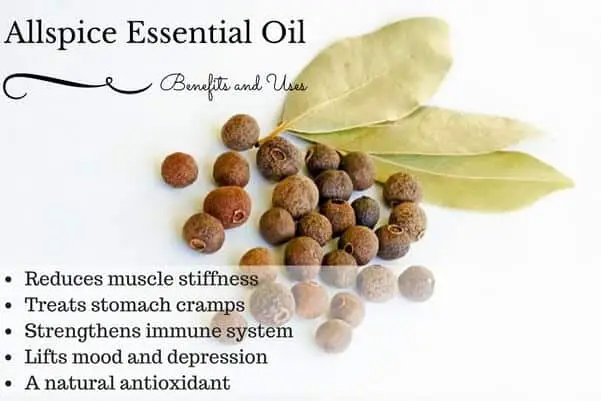 Allspice Essential Oil Health Benefits and Uses Listed