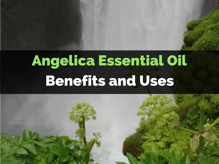 Angelica Essential Oil Benefits and Uses