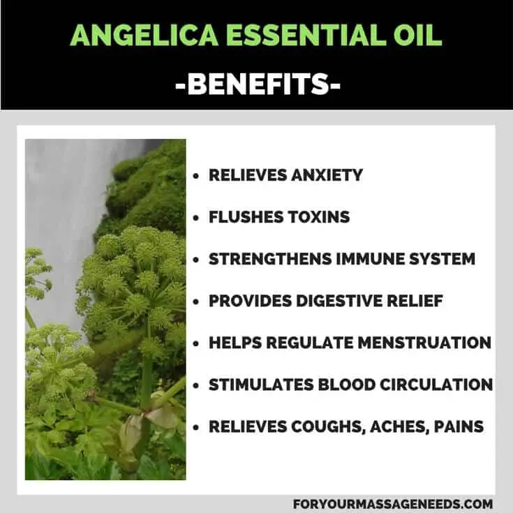 Angelica Essential Oil Health Benefits Listed