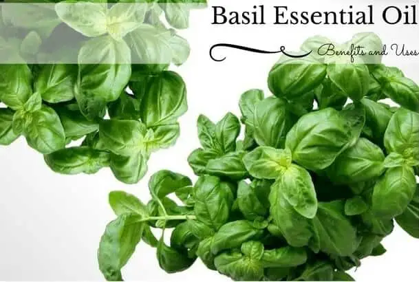 Basil Essential Oil Benefits and Uses