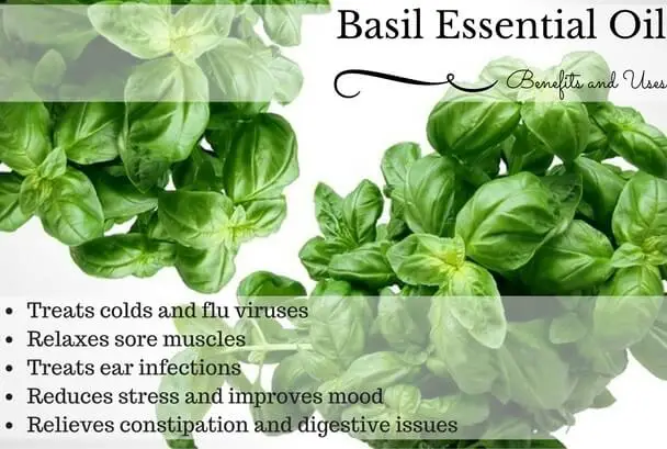 Basil Essential Oil Health Benefits and Uses Listed