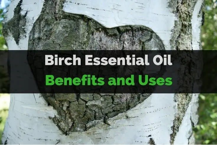 Birch Essential Oil Benefits and Uses