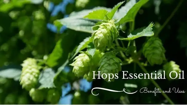 Hops Essential Oil Benefits and Uses