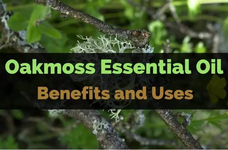 Oakmoss Essential Oil Benefits and Uses