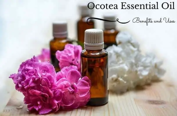 Ocotea Essential Oil Benefits and Uses