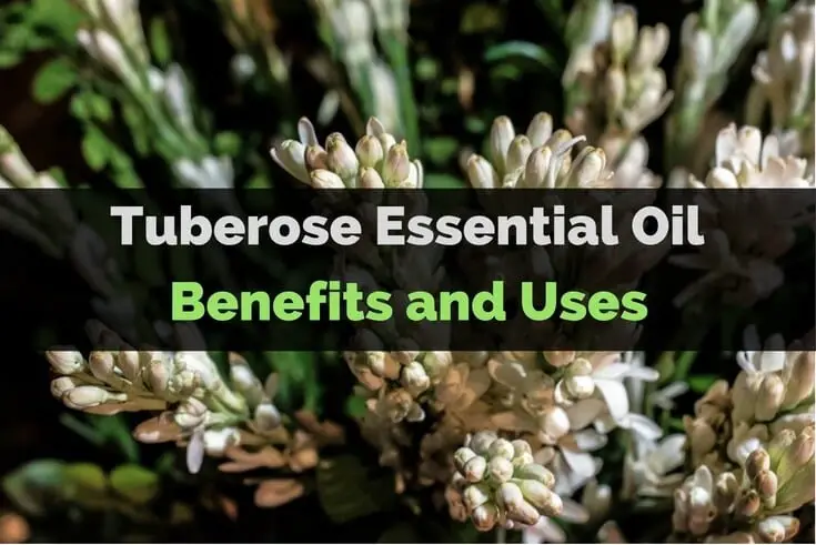 Tuberose Essential Oil Benefits and Uses