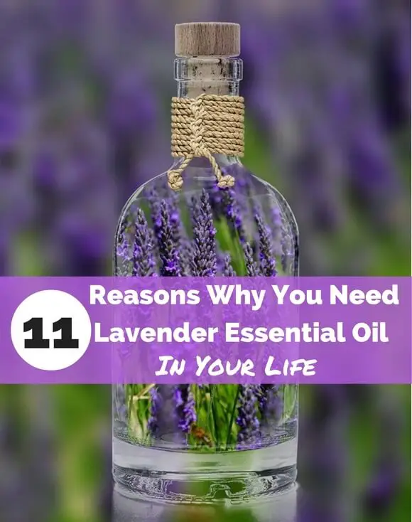 11 Reasons Why You Need Lavender Essential Oil in Your Life