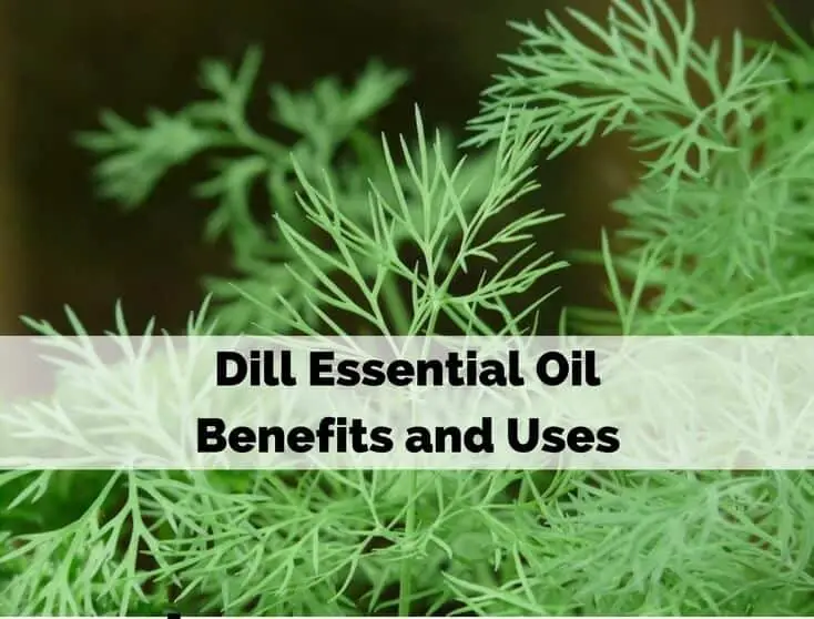 Dill Essential Oil Benefits and Uses
