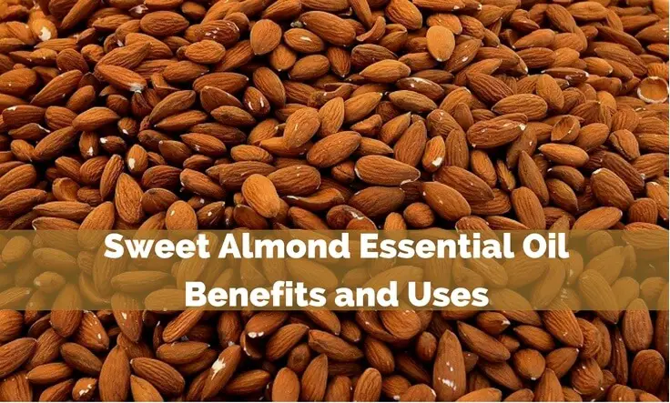Sweet Almond Essential Oil Benefits and Uses