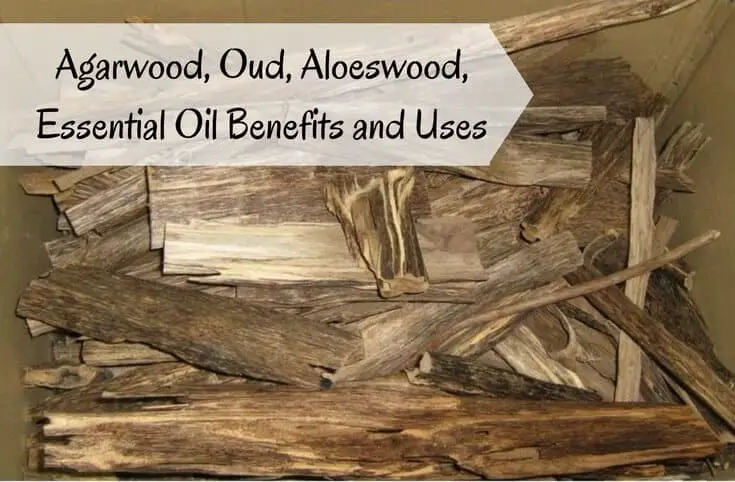 Agarwood, Oud, Aloeswood Essential Oil Benefits and Uses