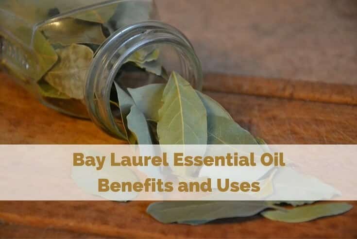 Bay Laurel Essential Oil Benefits and Uses