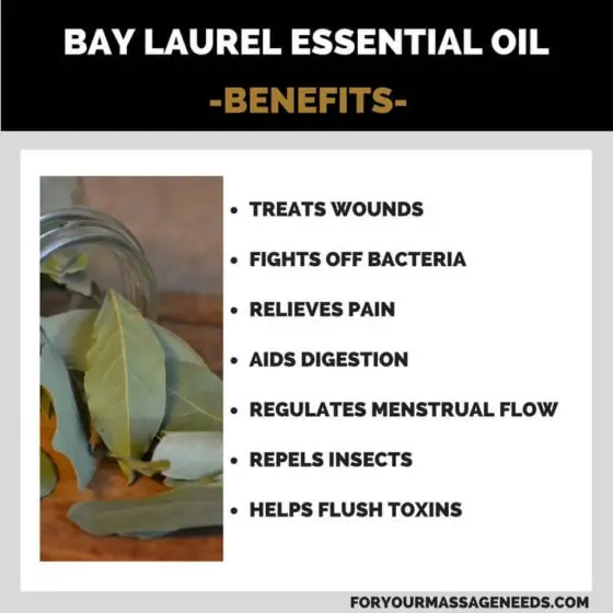 Bay Laurel Essential Oil Benefits and Uses For Your Massage Needs