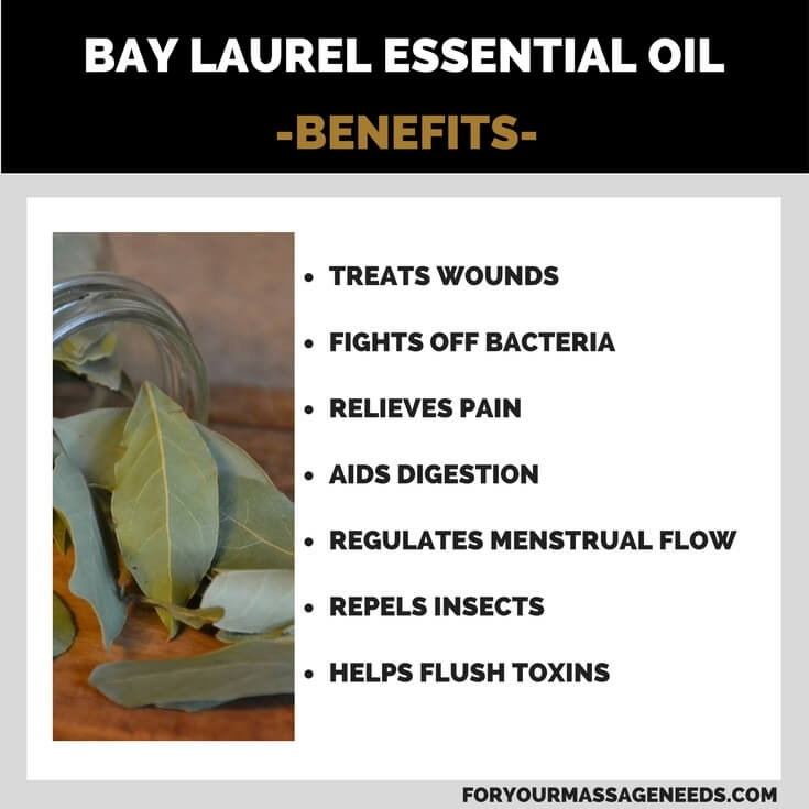 Bay Laurel Essential Oil Health Benefits and Uses Listed