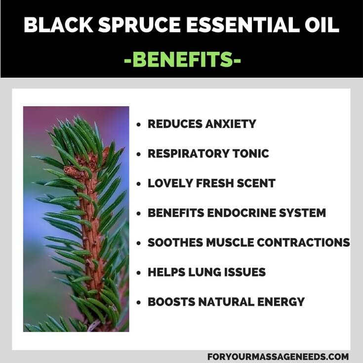 Black Spruce Essential Oil Health Benefits and Uses Listed