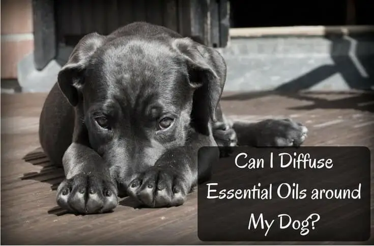 Can I Diffuse Essential Oils around My Dog