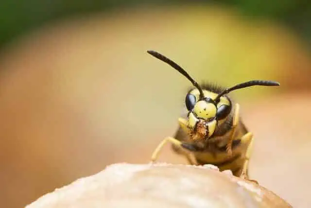 Essential Oil Recipe for Wasp Stings