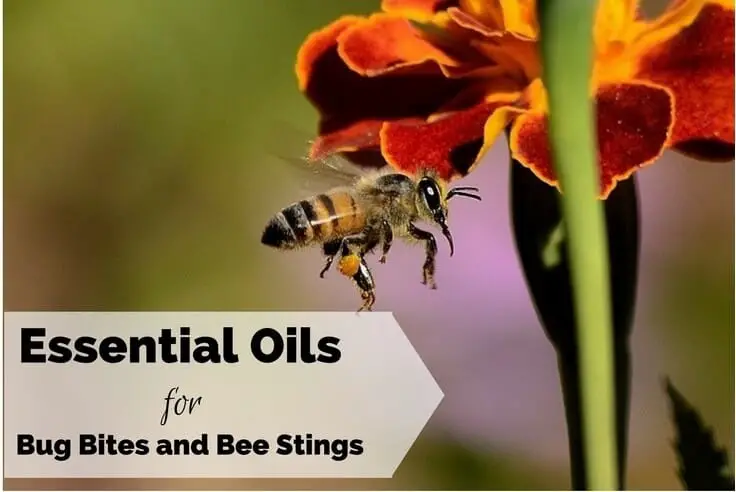 Essential Oils for Bug Bites Mosquito and Bee Stings