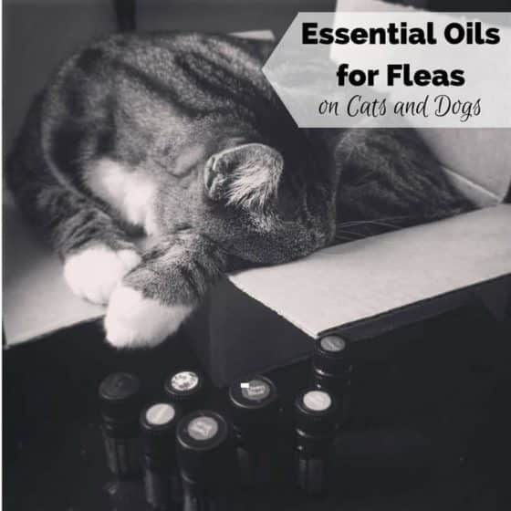 Essential Oils for Fleas on Dogs, Cats, and Pets at Home For Your