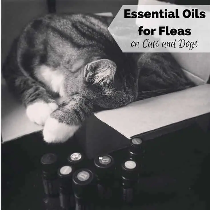 Essential Oils for Fleas on Dogs, Cats, and Pets at Home