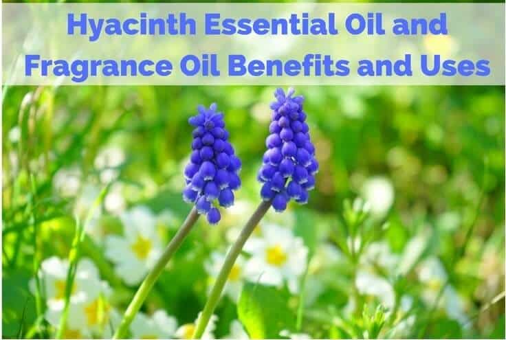 Hyacinth Essential Oil Fragrance Oil Benefits and Uses
