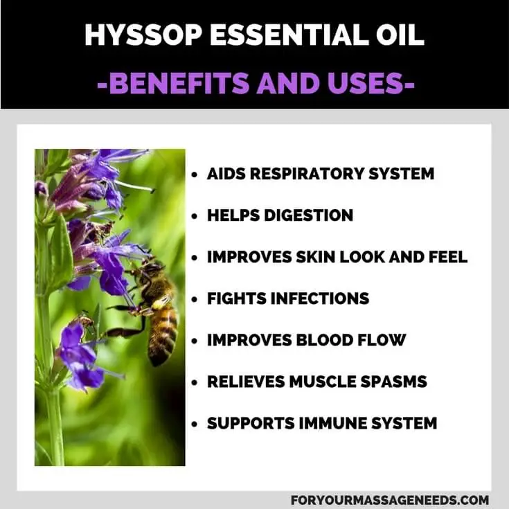Hyssop Essential Oil Health Benefits and Uses Listed