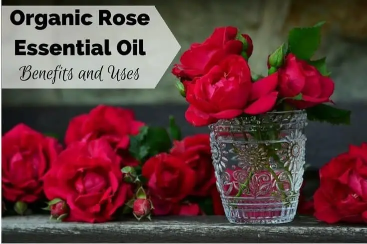 Organic Rose Essential Oil Benefits and Uses