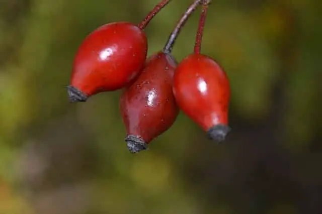 Rosehip Essential Oils for Healing Scars and Stretch Marks