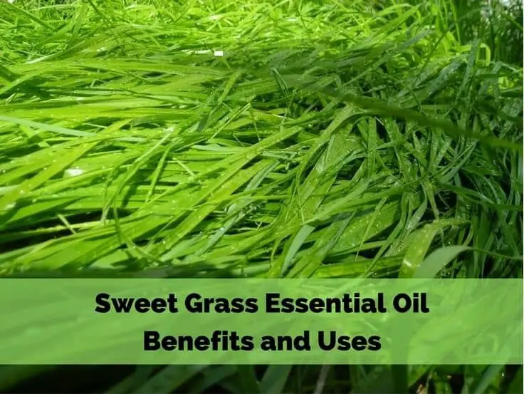 Sweet Grass Essential Oil Fragrance Oil Benefits and Uses Image