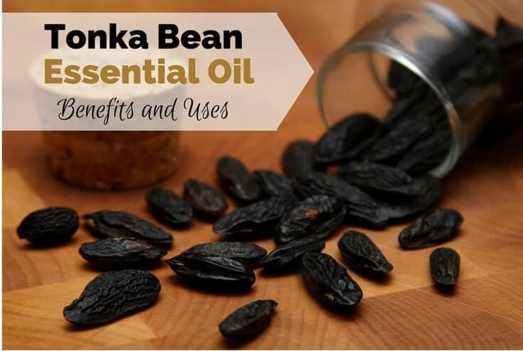 Tonka Bean Essential Oil Benefits and Uses Image
