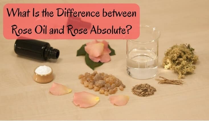 What Is the Difference between Rose Oil and Rose Absolute