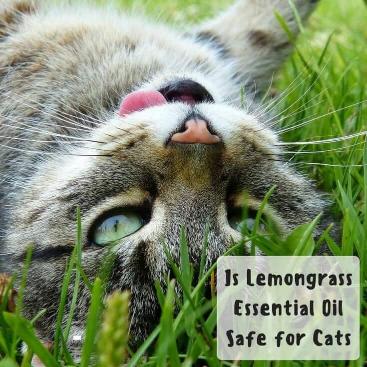 Is Lemongrass Essential Oil Safe for Cats