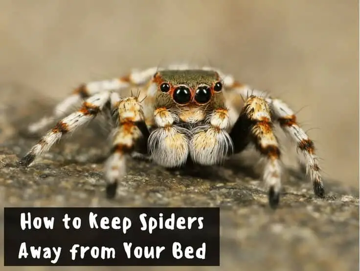 How to Keep Spiders Away from Your Bed and Home
