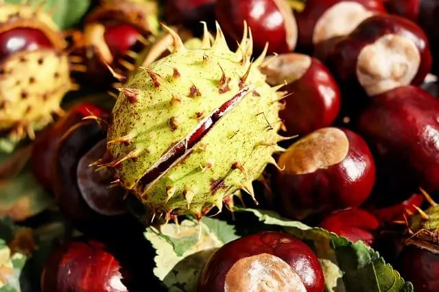 Use Chestnuts to Keep Spiders Away