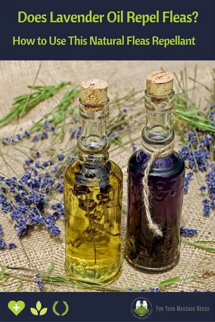 Does Lavender Oil Repel Fleas? Tips on How to Use This Natural