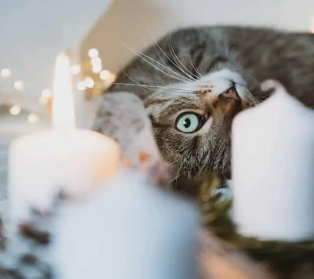 Are Candles with Essential Oils Safe for Cats